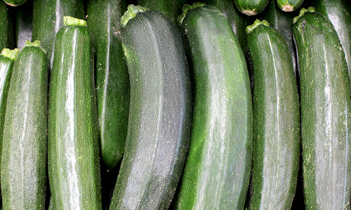 Courgette bio