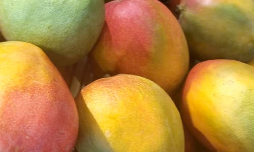 Mangue sélection bio